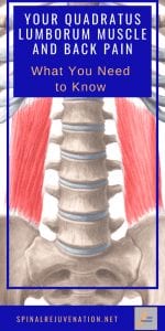 pin to a post about the quadratus lumborum muscle