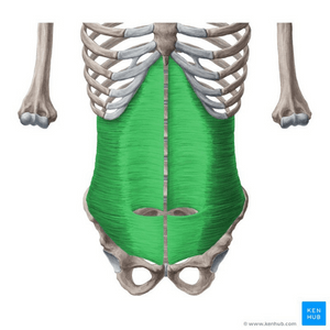 drawing of the transverse abdominis muscle