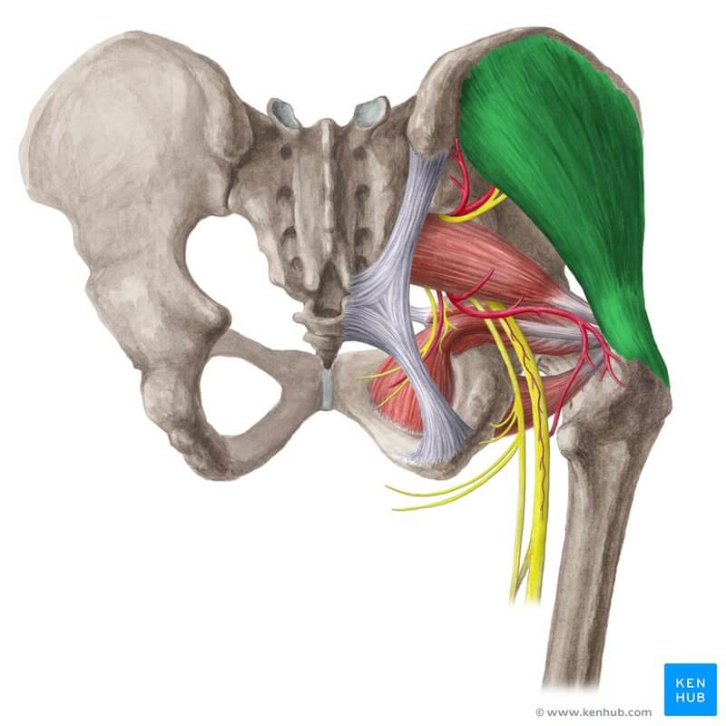 drawing of the gluteus medius muscle