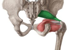 drawing of the piriformis muscle